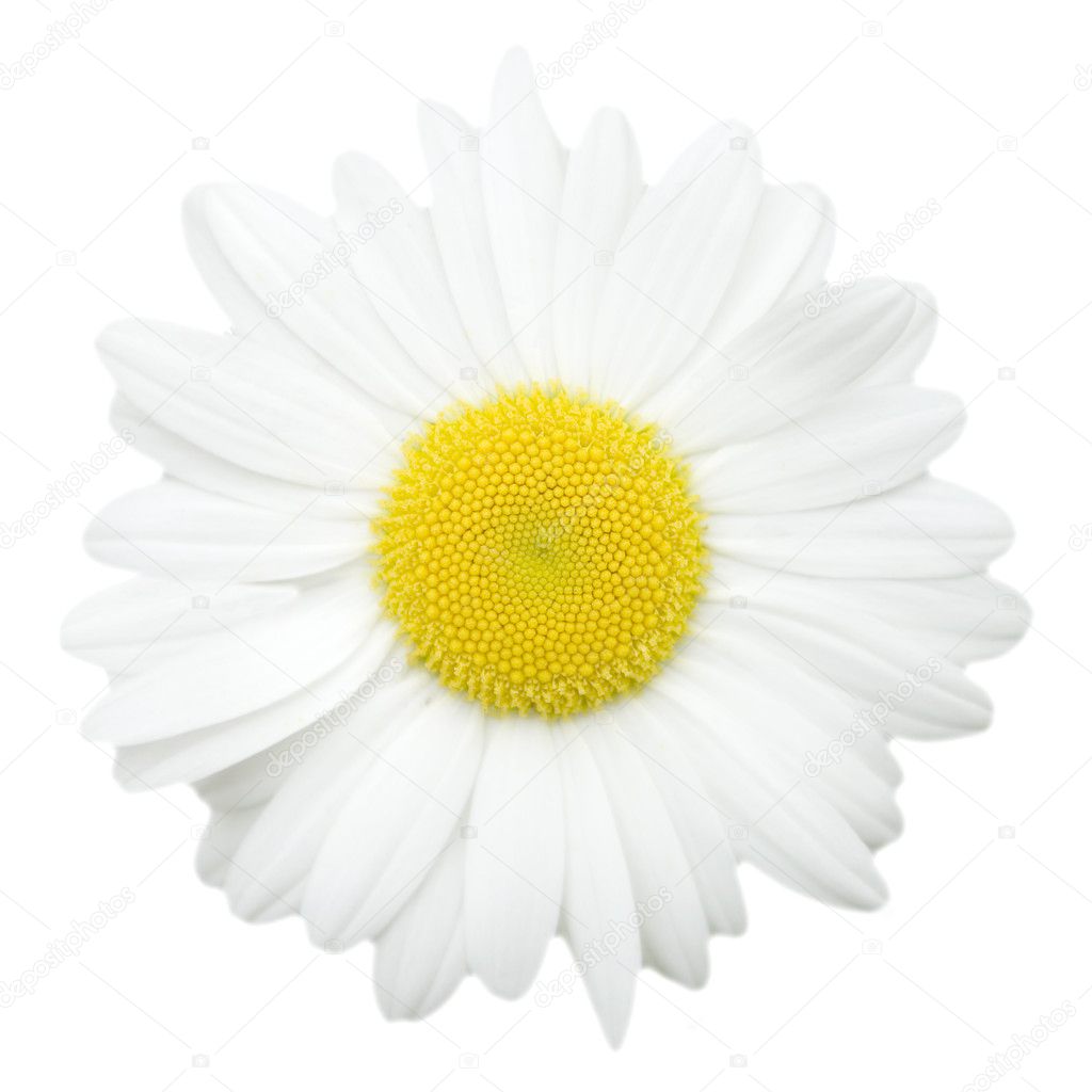 Daisy on green background Stock Photo by ©lifeonwhite 10861095