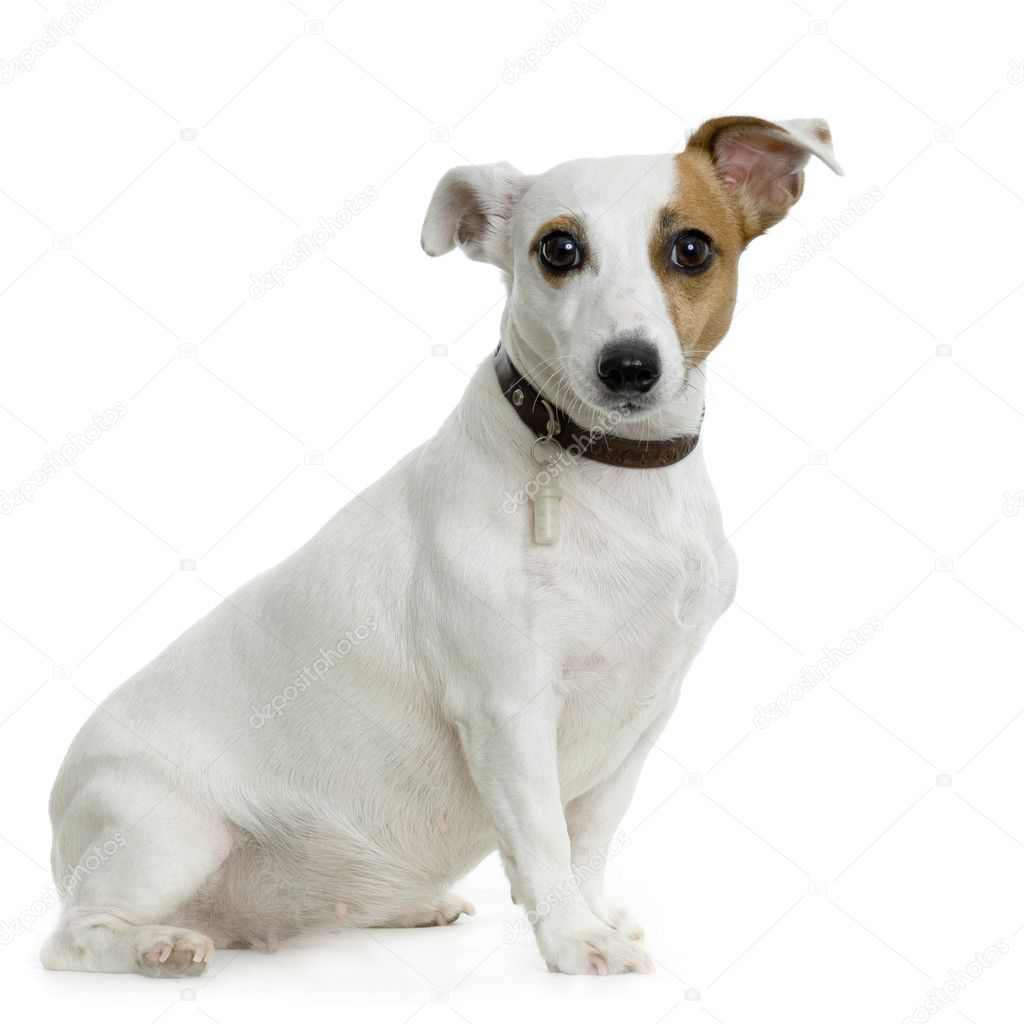 Jack russel terrier sitting in front of white background