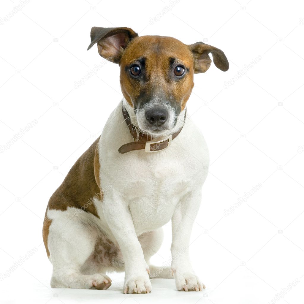 Jack russel Stock Photo by ©lifeonwhite 10862097
