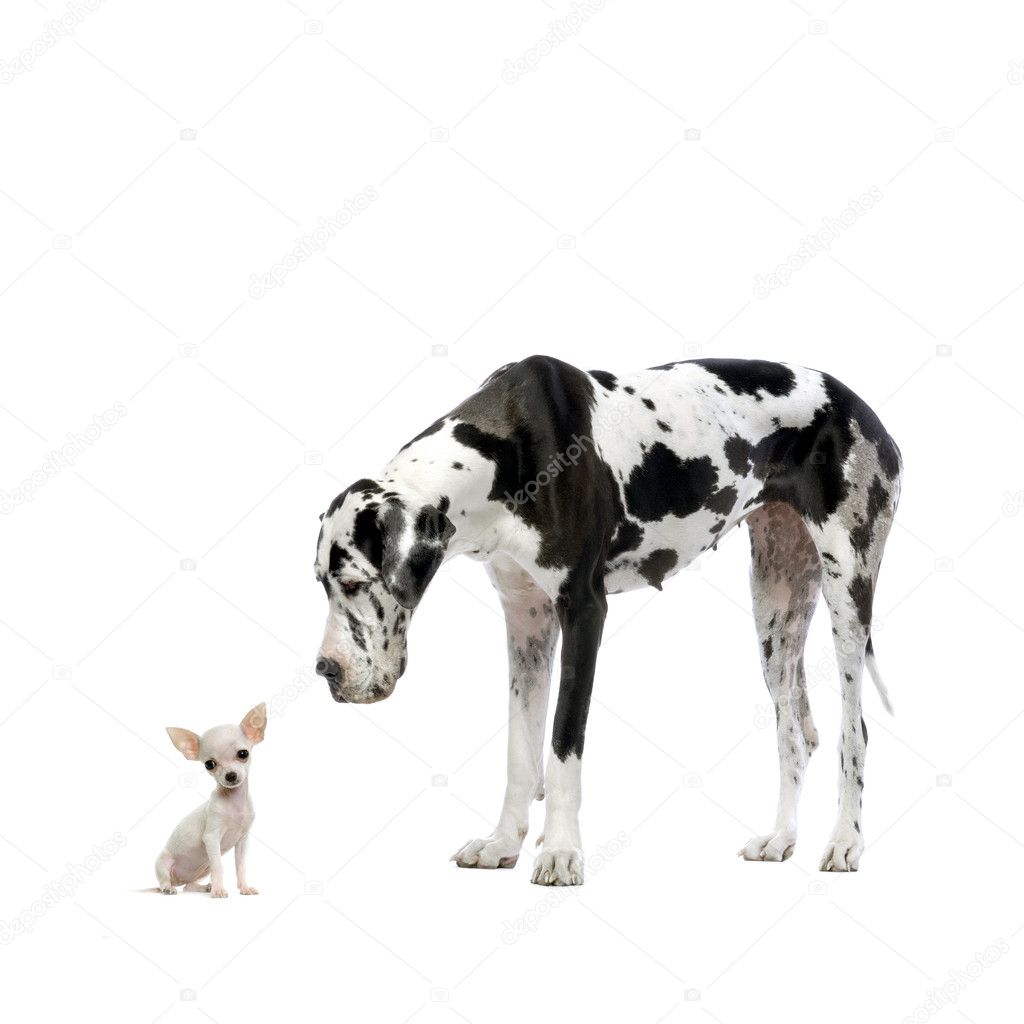 Great Dane HARLEQUIN and puppy Chihuahua at each other in front of a white background