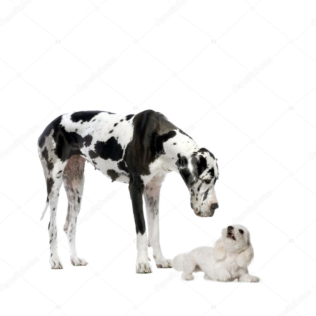 Great Dane HARLEQUIN and maltese dog playing and looking at each other in front of a white background