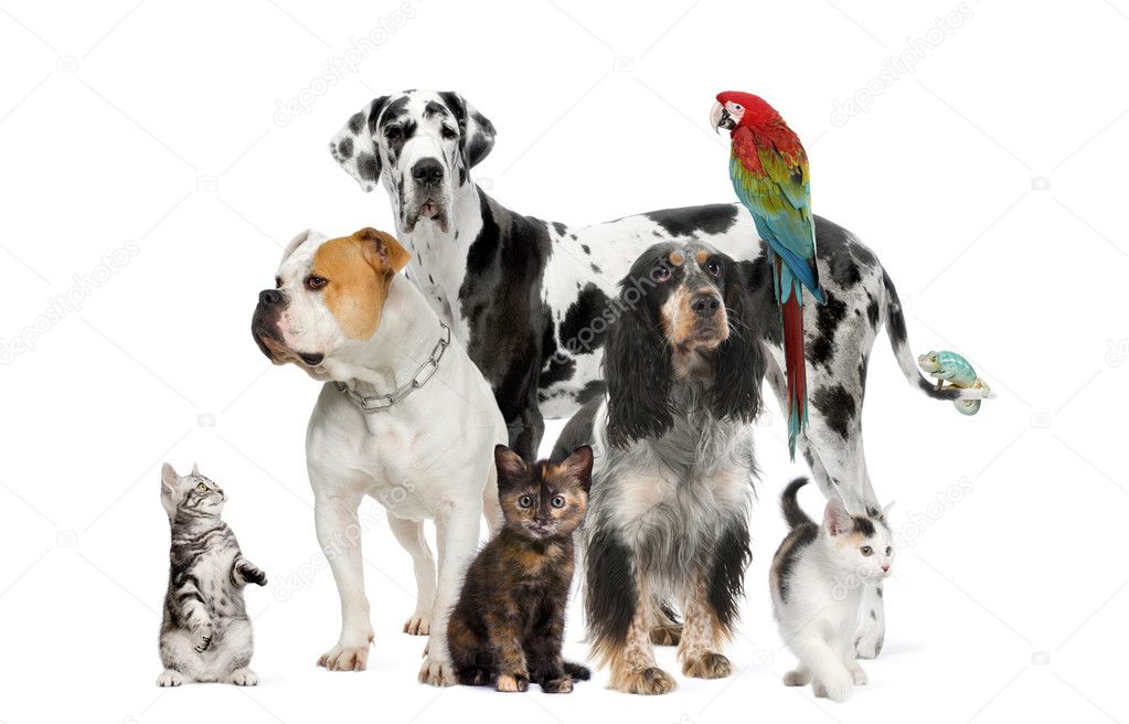 Group of pets standing in front of white and brown background