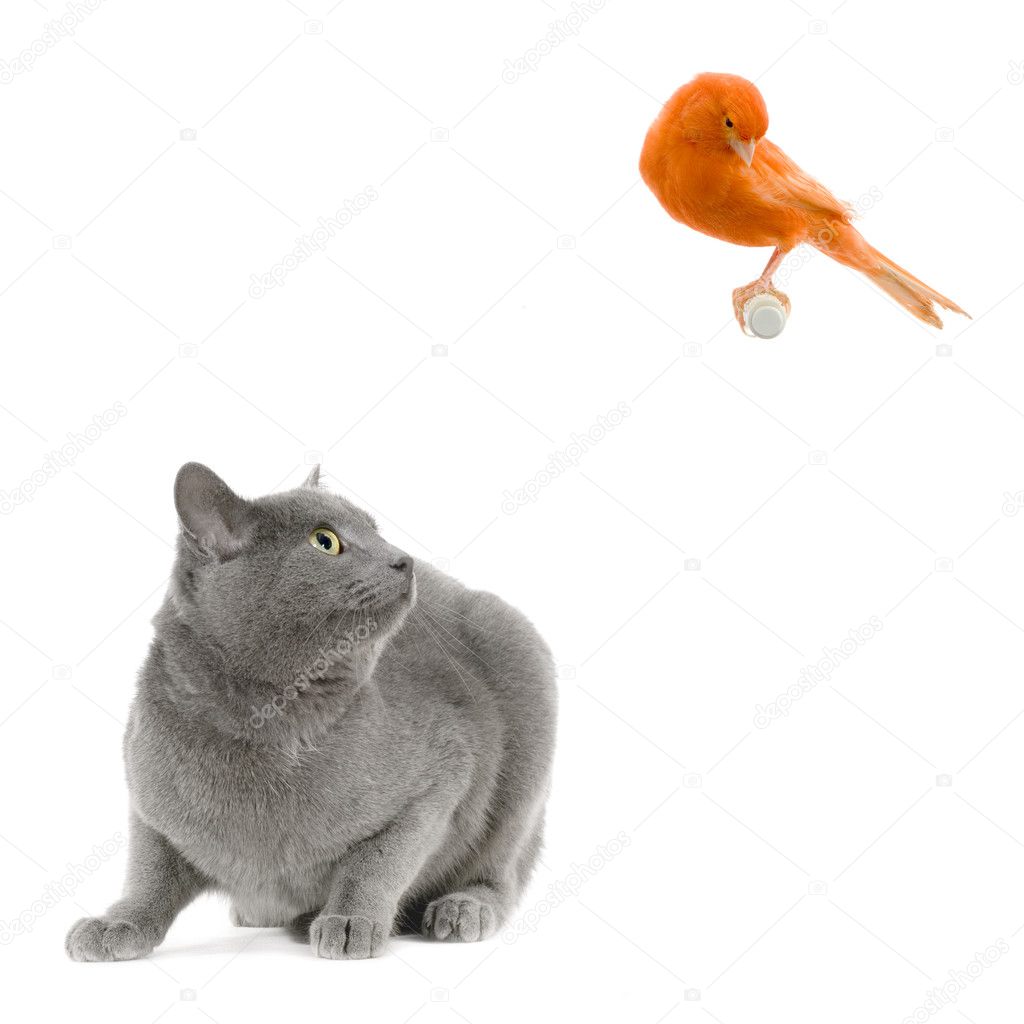 The bird and the cat