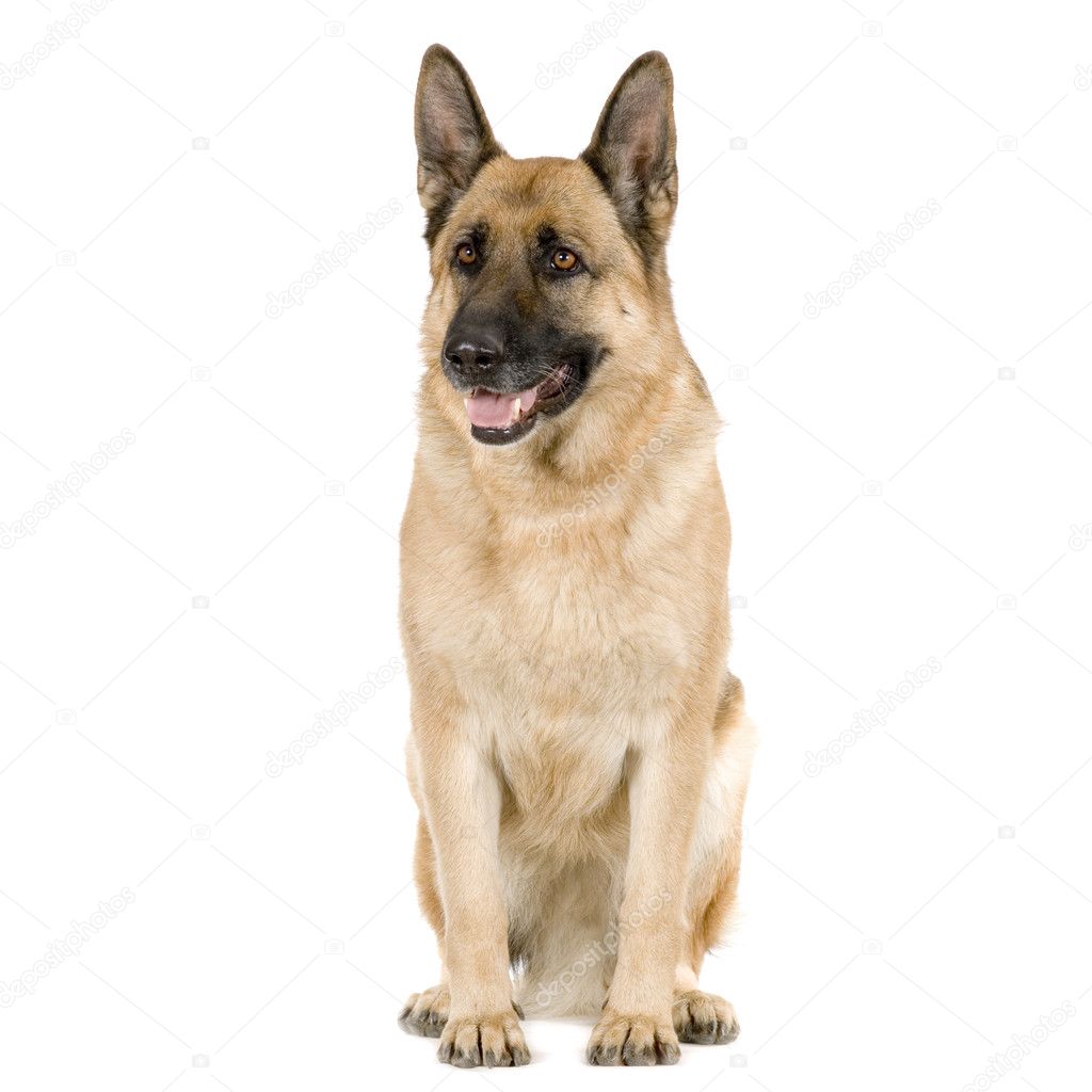 German shepherd, alsatian, police dog