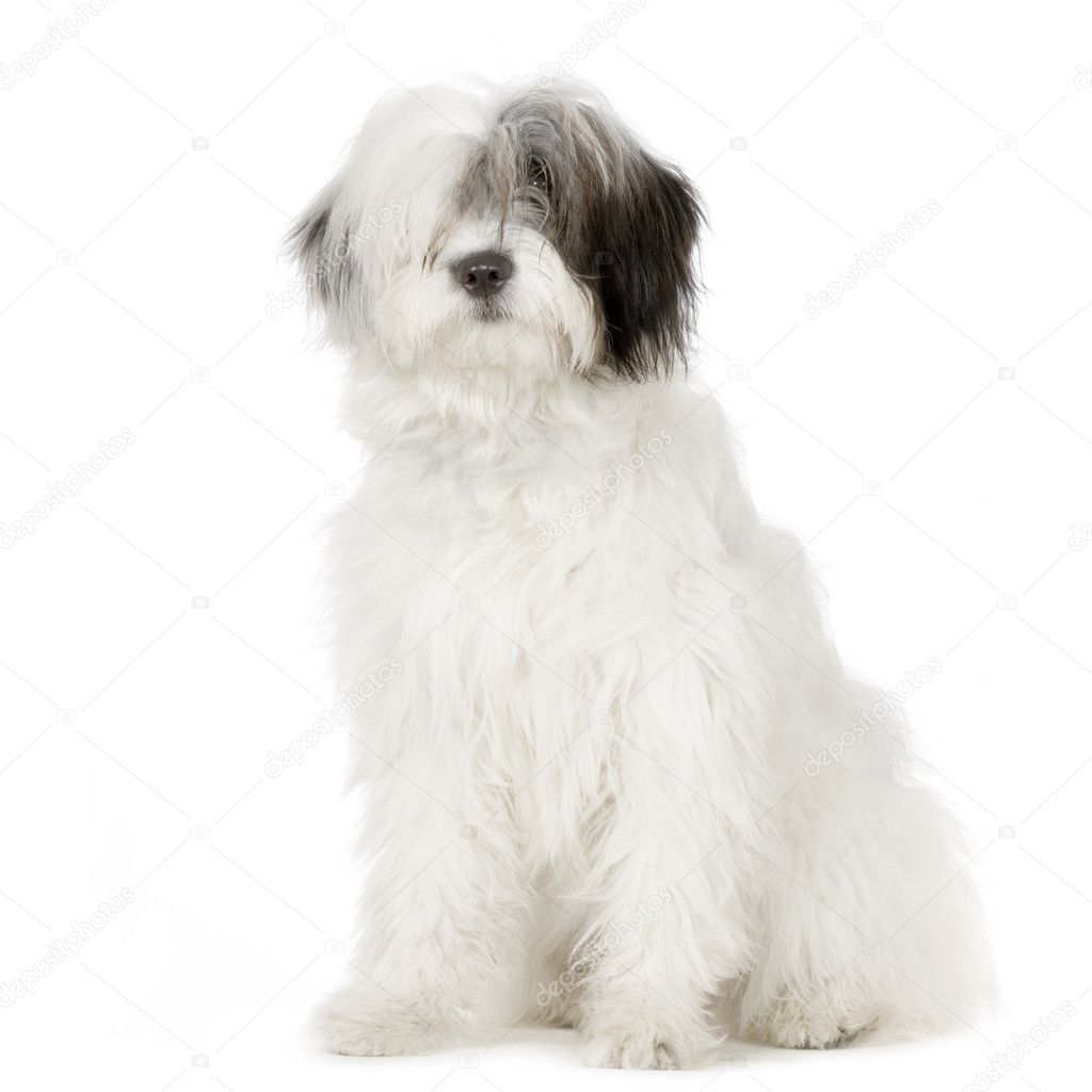 Old English Sheepdog, 1 Year old, sitting in front of white background  Stock Photo by ©lifeonwhite 10886126