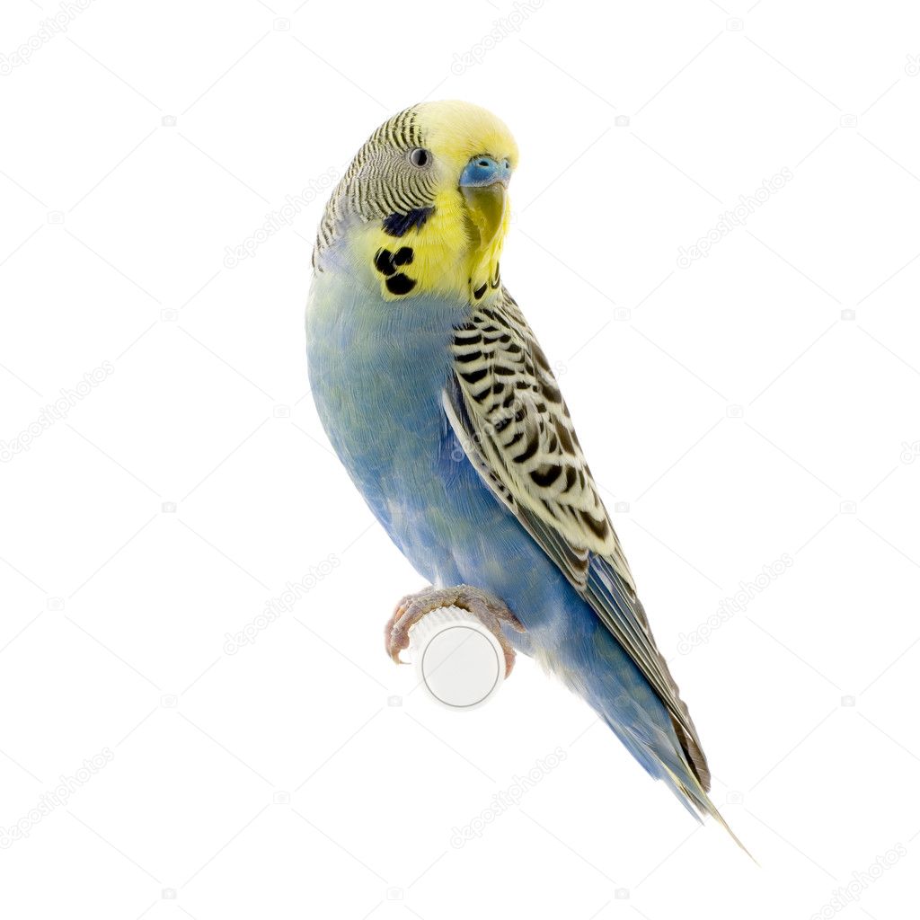 Yellow and blue budgie