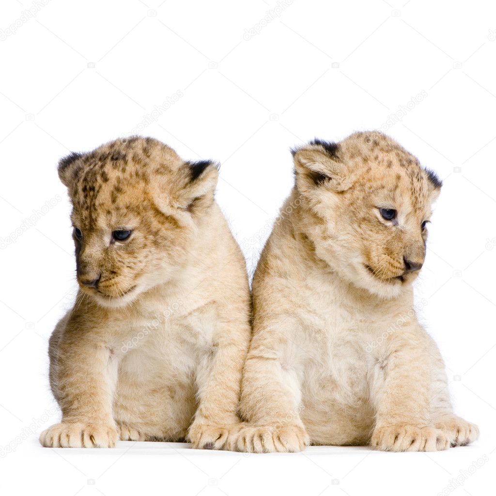 Two Lion Cubs