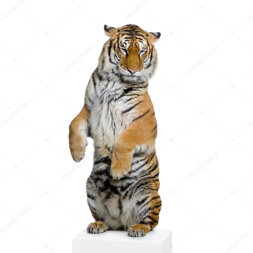 Tiger standing up — Stock Photo © lifeonwhite #10863293