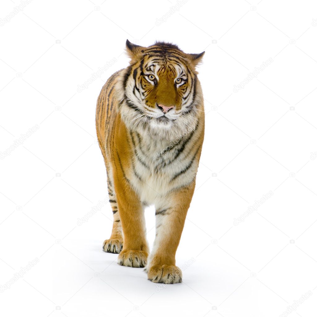 white tiger standing position