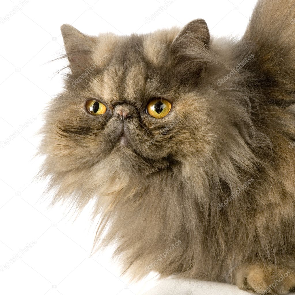 Персидский кот с длинной шерстью