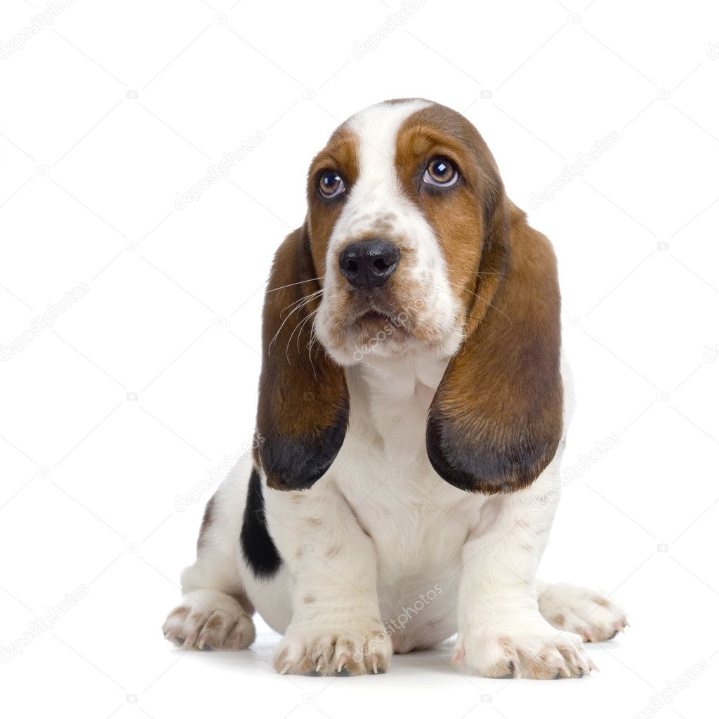 Basset - Hush Puppies Stock Photo by ©lifeonwhite 10863797
