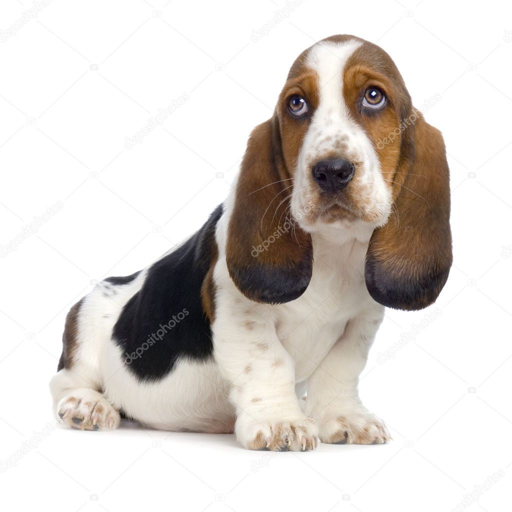 Basset Hound - Puppies Stock Photo ©lifeonwhite