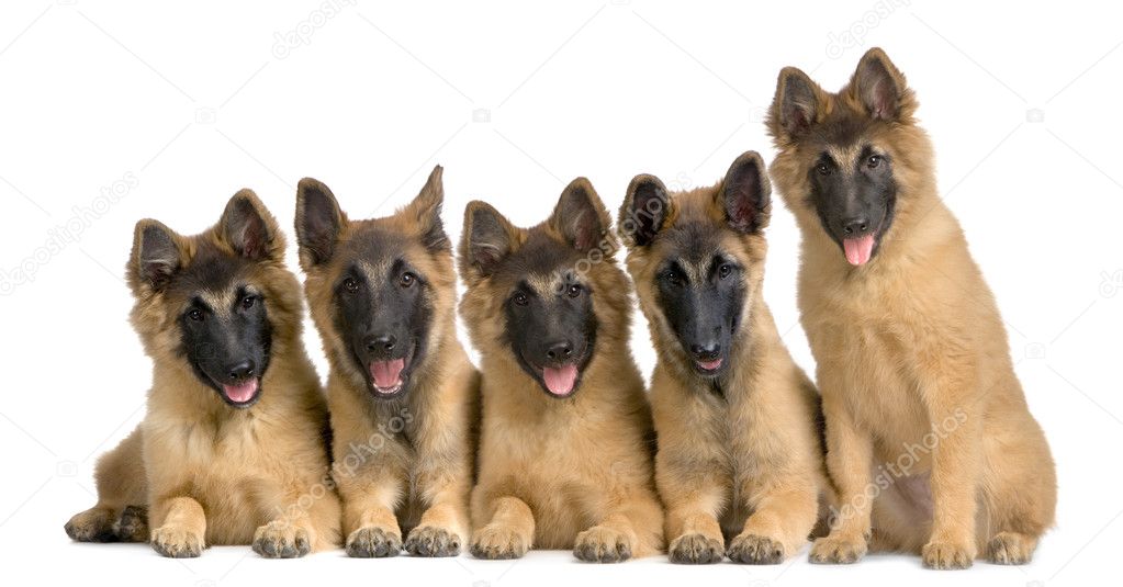 Wolfpack of five puppies Belgian Tervuren — Stock Photo