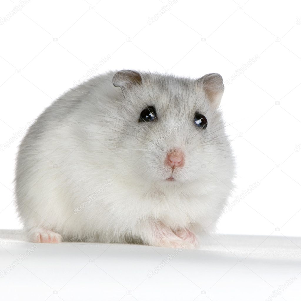 Russian Hamster Stock Photo by ©lifeonwhite 10864263