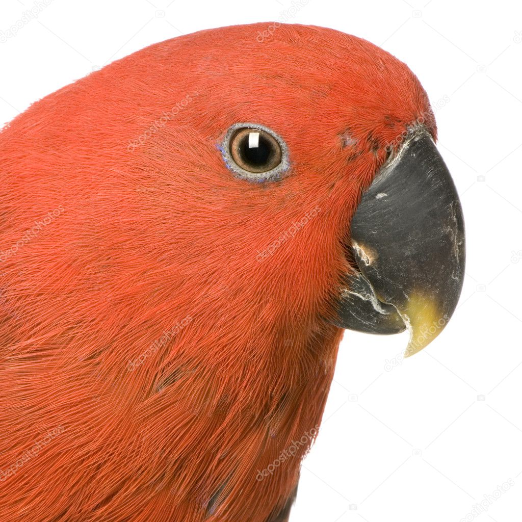 Female Eclectus Parrot - Eclectus roratus