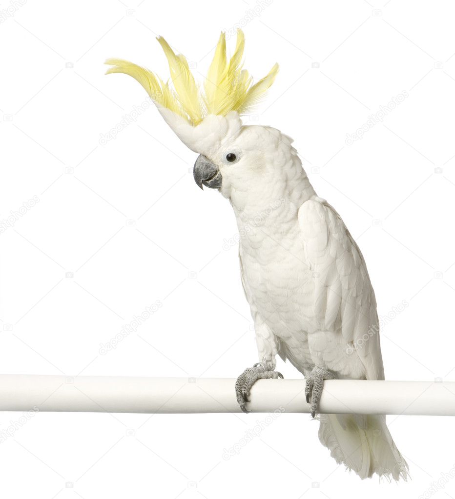 Yellow-crested Cockatoo — Stock Photo © lifeonwhite #10864351