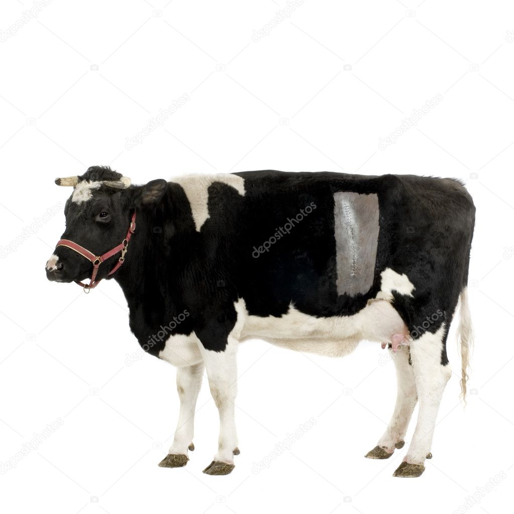 Cow in front of a white background
