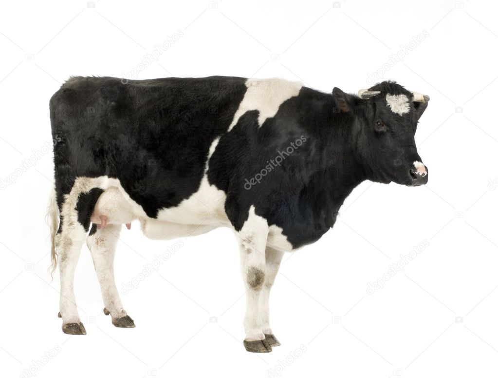 Cow in front of a white background