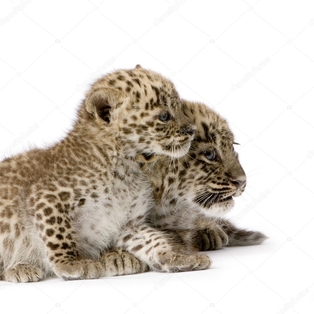 Persian Leopard Cub (2 Months) — Stock Photo © Lifeonwhite #10865755