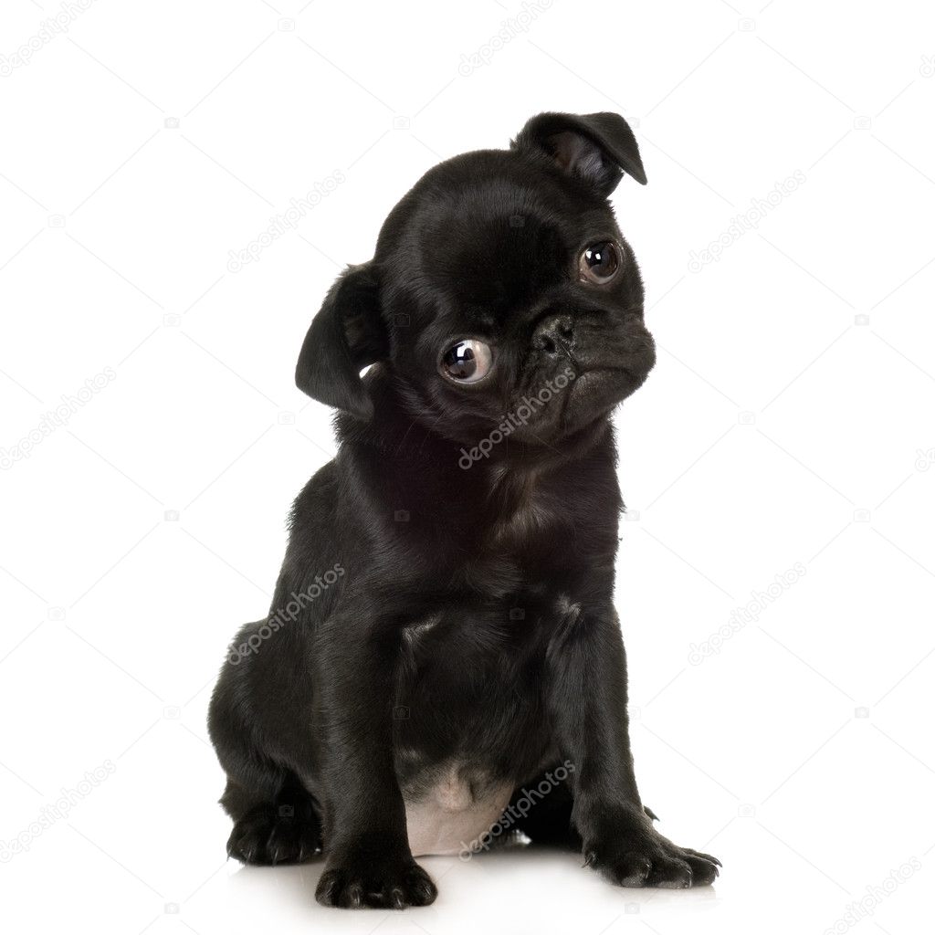 Pug stitting in front of white background