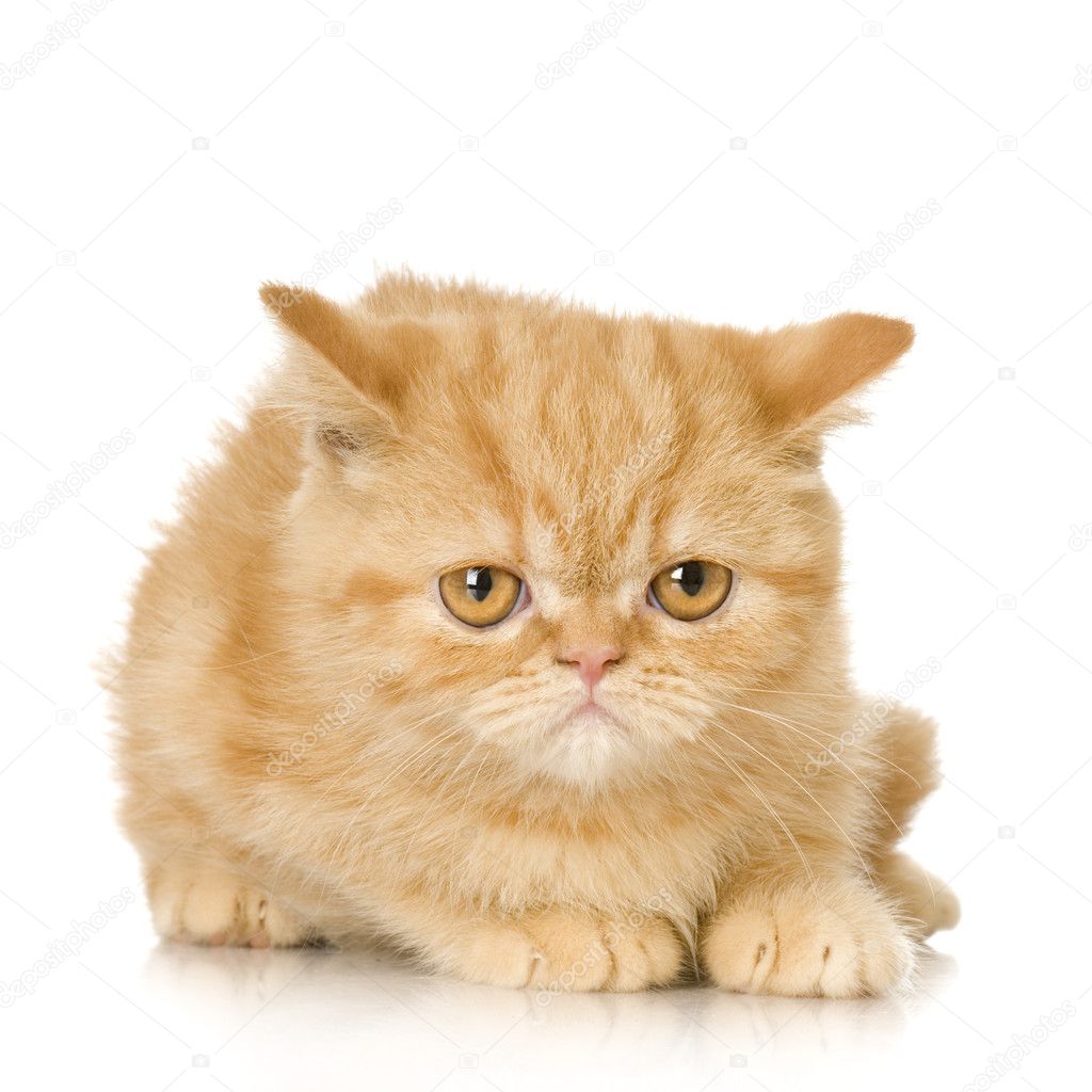 Ginger persian Cat kitten