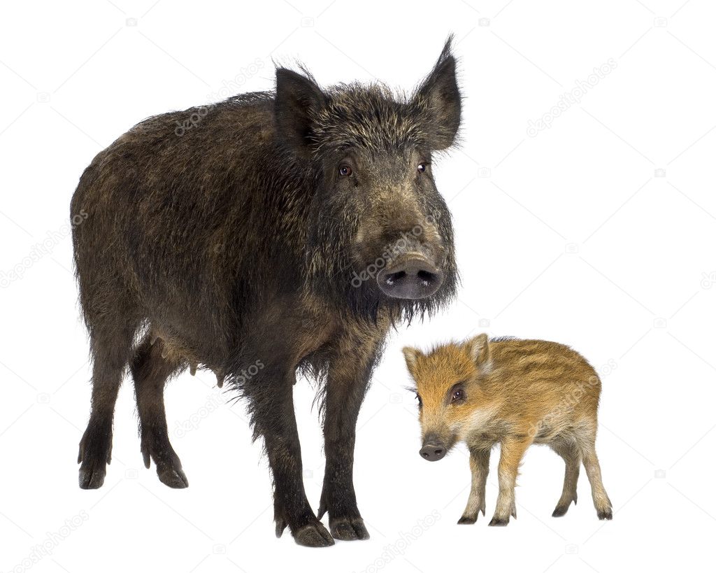 Wild boar and her young wild boar