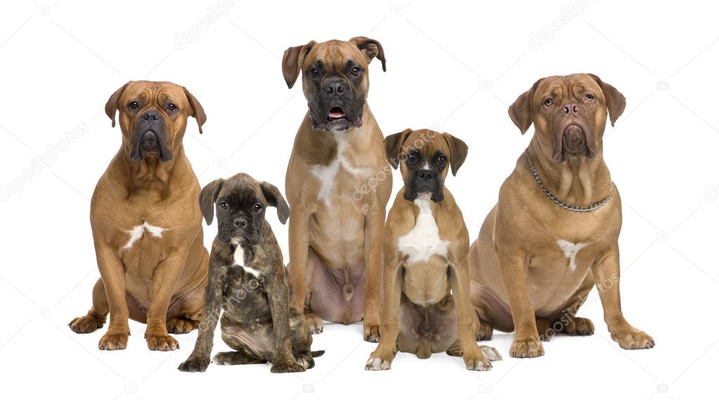 Portrait of boxer dogs sitting in front of white background, stu