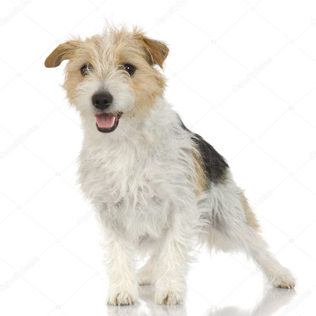 Jack russell long haired