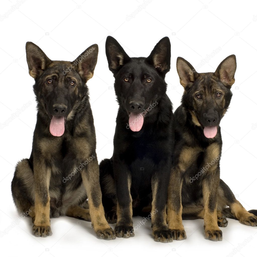 German shepherd, alsatian, police dog ( 5 month )