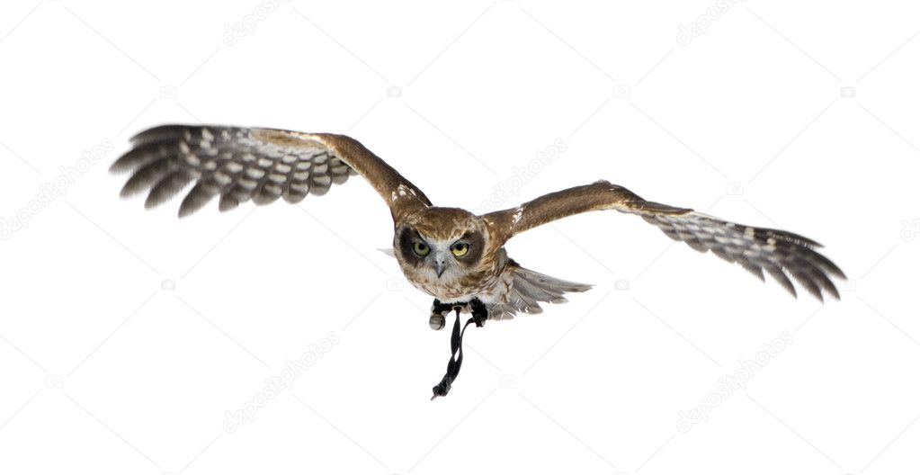 New Zealand owl (3 years)