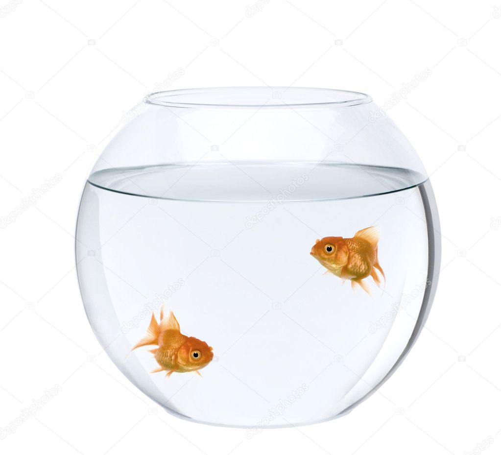 Two goldfish swimming in fish bowl in front of white background