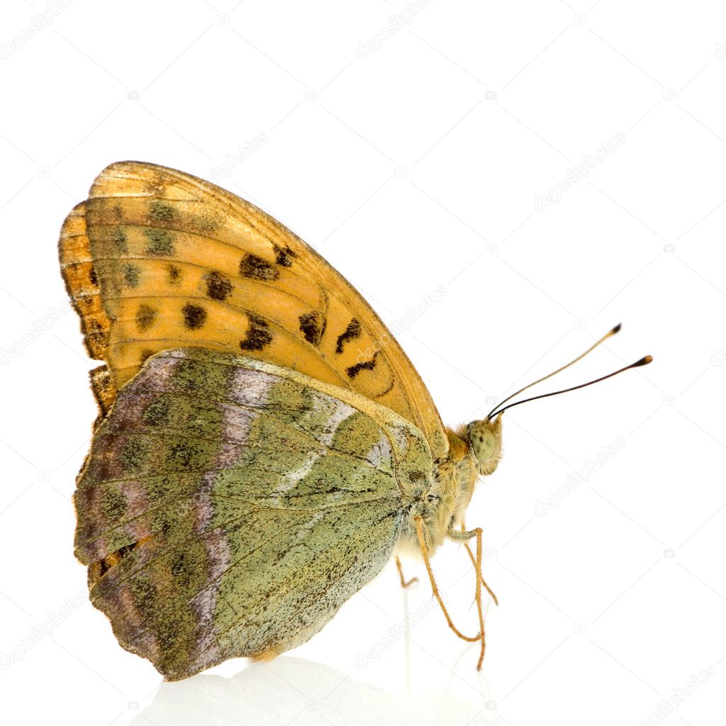 Silver Washed Fritillary Butterfly