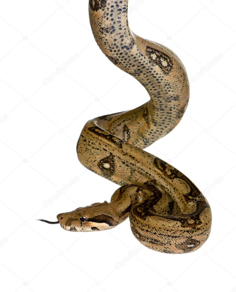 Boa constrictor in front of a white background