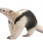 Tamandua, Tamandua tetradactyla mother, 3 years old, and child, Stock ...