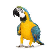 Mladý modrá a žlutá Macaw - Ara ararauna (8 měsíců)