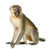 Vervet majom - Chlorocebus pygerythrus