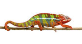 Chameleón Furcifer Pardalis - Ambilobe (18 měsíců)