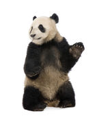 Panda Velká (18 měsíců) - Ailuropoda melanoleuca