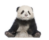 Panda Velká (6 měsíců) - Ailuropoda melanoleuca