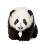 Panda Velká (4 měsíce) - Ailuropoda melanoleuca