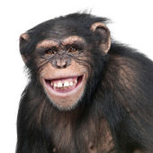 Mladý šimpanz - Simia troglodytes (6 let)
