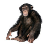 Mladý šimpanz - Simia troglodytes (5 let)
