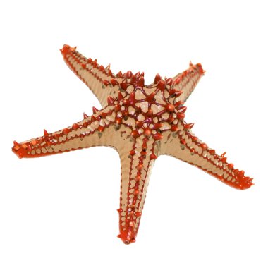 Red-knobbed starfish clipart