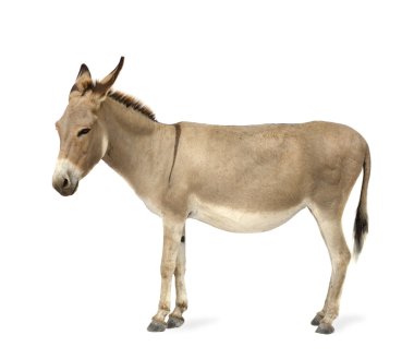 Donkey clipart