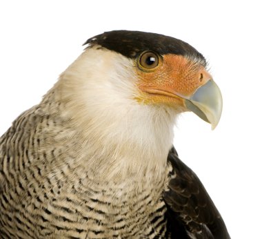 Güney Caracara (3 yıl) - Polyborus plancus