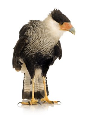 Güney Caracara (3 yıl) - Polyborus plancus