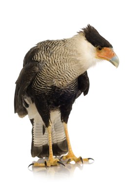 Güney Caracara (3 yıl) - Polyborus plancus