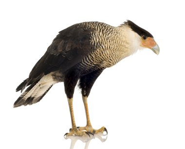 Güney Caracara (3 yıl) - Polyborus plancus