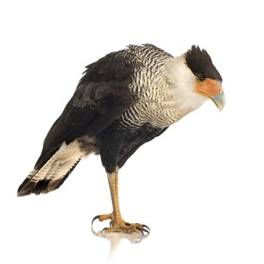 Güney Caracara (3 yıl) - Polyborus plancus