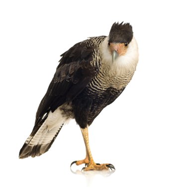 Güney Caracara (3 yıl) - Polyborus plancus